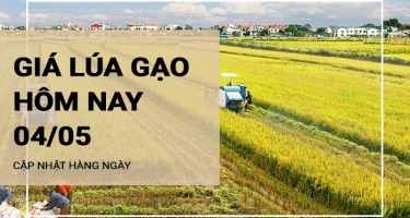 Giá lúa gạo hôm nay ngày 04/05/2024: Tại Đắk Lắk giá lúa tăng so với trước lễ