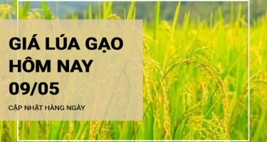Giá lúa gạo hôm nay ngày 09/05/2024: Giá gạo nguyên liệu tăng giảm trái chiểu