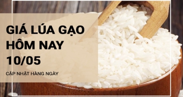 Giá lúa gạo hôm nay ngày 10/05/2024: Lúa OM 380 tăng mạnh 200 đồng/kg