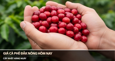 Giá cà phê Đắk Nông hôm nay 09/04/2026
