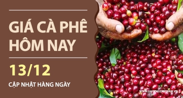 Giá cà phê hôm nay 13/12/2025: Đồng loạt sụt giảm sâu, trong nước mất mốc 100.000 đồng/kg