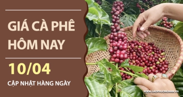Giá cà phê hôm nay 10/04/2026