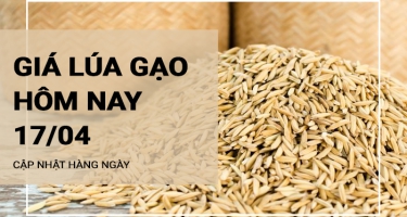 Giá lúa gạo hôm nay ngày 17/04/2024: Gạo Nàng Nhen giá niêm yết ở mức cao
