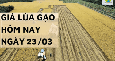 Giá lúa gạo hôm nay 23/3 tại Đồng bằng sông Cửu Long giảm cả lúa, gạo
