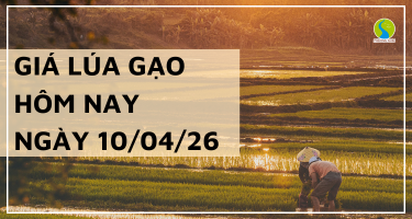 Giá Lúa Gạo Hôm Nay Ngày 10/4/2026: Thị Trường Đi Ngang