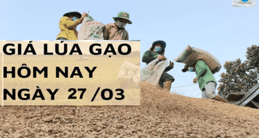 Giá lúa gạo 27/03 tại Đồng bằng sông Cửu Long giá lúa giảm 100 đồng/kg