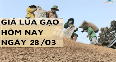 Giá lúa gạo hôm nay 28/3 tại Đồng bằng sông Cửu Long giá gạo giảm mạnh