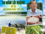 30 năm lội ruộng để có gạo ngon nhất thế giới