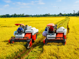 90% gạo xuất khẩu là gạo chất lượng cao, phát thải thấp