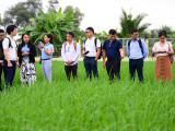 ‘Cha đẻ’ gạo ST25: Luân canh lúa - tôm là mô hình độc, lạ