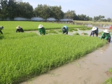 Kỹ sư Hồ Quang Cua: Muốn nhượng bản quyền gạo ST25 với giá 'xứng đáng' cho Nhà nước