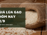 Giá lúa gạo hôm nay ngày 02/9/2023: thị trường lúa gạo duy trì ổn định
