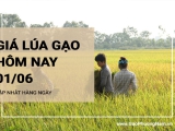 Giá lúa gạo hôm nay ngày 01/06/2024: Giá gạo tiếp tục giảm 150 - 200 đồng/kg
