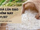 Giá lúa gạo hôm nay ngày 01/07/2024: Giá gạo giảm, giá lúa đi ngang