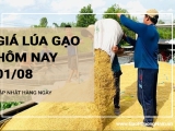 Giá lúa gạo hôm nay ngày 01/08/2024: Thị trường gạo giá tăng nhẹ 100 -250 đồng/kg