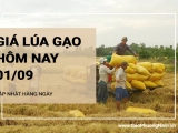 Giá lúa gạo hôm nay ngày 01/09/2024: Giá ổn định, thị trường giao dịch chậm