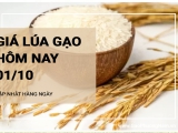 Giá lúa gạo hôm nay ngày 01/10/2024: Giá gạo có xu hướng giảm nhẹ