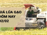Giá lúa gạo hôm nay 02/02/2024: Các kho mua mạnh loại lúa, gạo IR 504 tại Đồng Tháp