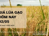 Giá lúa gạo hôm nay ngày 02/05/2024: giao dịch sôi động sau kỳ nghỉ lễ 30/4