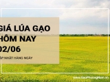 Giá lúa gạo hôm nay ngày 02/06/2024: Xu hướng giảm với gạo nguyên liệu và thành phẩm
