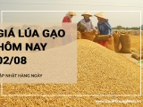 Giá lúa gạo hôm nay ngày 02/08/2024: Thị trường gạo giá tăng nhẹ 100 -250 đồng/kg