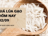 Giá lúa gạo hôm nay ngày 02/09/2024: Thị trường giao dịch ổn định, không có biến động 