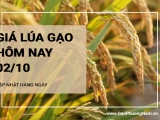 Giá lúa gạo hôm nay ngày 02/10/2024: Giá lúa giảm 100 - 300 đồng/kg