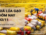 Giá lúa gạo hôm nay 2/11/2024: Giá lúa OM 18 tăng mạnh 1.000 - 1.200 đồng/kg