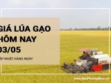 Giá lúa gạo hôm nay ngày 03/05/2024: Giá gạo hôm nay đồng loạt tăng.