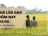 Giá lúa gạo hôm nay ngày 03/06/2024: Duy trì ổn định, giao dịch lai rai