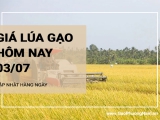 Giá lúa gạo hôm nay ngày 03/07/2024: Giá giá lúa gạo đồng loạt giảm