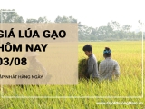 Giá lúa gạo hôm nay ngày 03/08/2024: Duy trì ổn định không có biến động