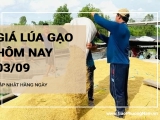 Giá lúa gạo hôm nay ngày 03/09/2024: Tiếp tục đà đi ngang