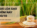 Giá lúa gạo hôm nay ngày 03/10/2024: Giá gạo tăng 100 đồng/kg. Thị trường giao dịch trầm lắng