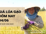 Giá lúa gạo hôm nay ngày 04/06/2024: Tiếp tục điều chỉnh tăng với gạo
