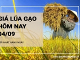 Giá lúa gạo hôm nay ngày 04/09/2024: Thị trường giao dịch chậm sau lễ