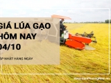 Giá lúa gạo hôm nay ngày 04/10/2024: Giá lúa giảm nhẹ. Giá gạo duy trì ổn định