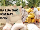 Giá lúa gạo hôm nay 05/02/2024: Tại Đồng bằng sông Cửu Long duy trì ổn định