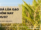 Giá lúa gạo hôm nay ngày 05/07/2024:  Giá gạo tăng mạnh, giá lúa giảm nhẹ
