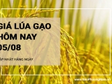 Giá lúa gạo hôm nay ngày 05/08/2024:  Giá gạo tăng, lúa duy trì ổn định