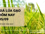 Giá lúa gạo hôm nay ngày 05/09/2024: Giá gạo, giá lúa đồng loạt giảm