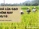 Giá lúa gạo hôm nay ngày 05/10/2024: Giá gạo xuất khẩu khởi sắc tăng nhẹ