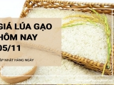 Giá lúa gạo hôm nay 5/11/2024: Giá gạo giảm nhẹ 50 - 150 đồng/kg