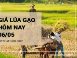 Giá lúa gạo hôm nay ngày 06/05/2024: Kho mua cầm chừng, giá gạo neo cao