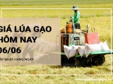 Giá lúa gạo hôm nay ngày 06/06/2024: Một số loại gạo tiếp tục tăng