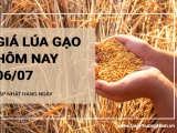Giá lúa gạo hôm nay ngày 06/07/2024: Gạo nguyên liệu và gạo thành phẩm đồng loạt tăng