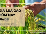 Giá lúa gạo hôm nay ngày 06/08/2024: Điều chỉnh với mặt hàng lúa và gạo