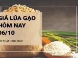 Giá lúa gạo hôm nay ngày 06/10/2024: Giá gạo xuất khẩu ở mức ổn định