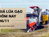 Giá lúa gạo hôm nay 6/11/2024: Giá gạo giảm 50 đồng/kg, giá lúa đi ngang