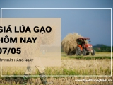 Giá lúa gạo hôm nay ngày 07/05/2024: Lúa Đài thơm 8 giảm 200 đồng/kg